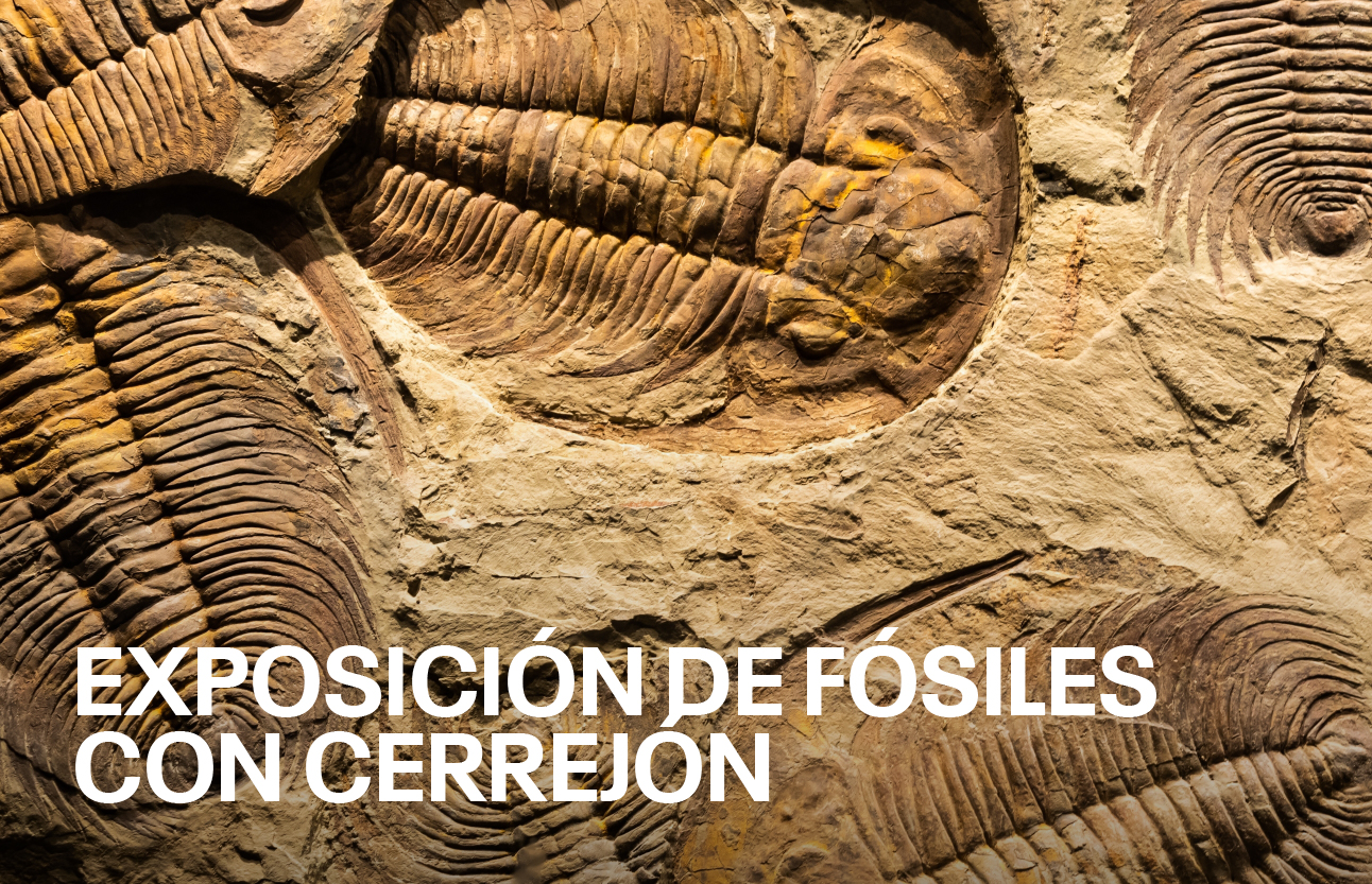 Exposición de fósiles con Cerrejón